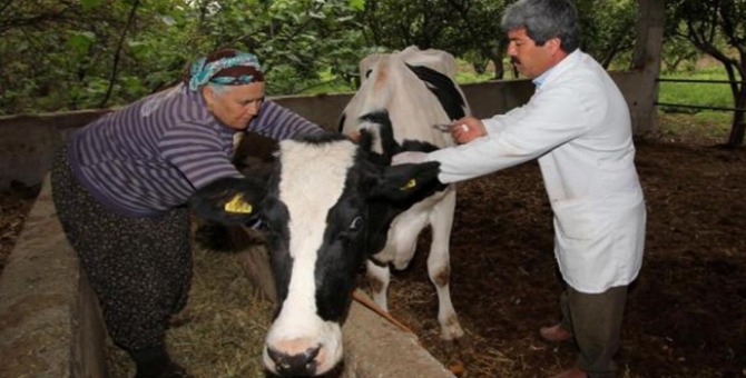 682 Hayvan Tanımlaması Yapıldı