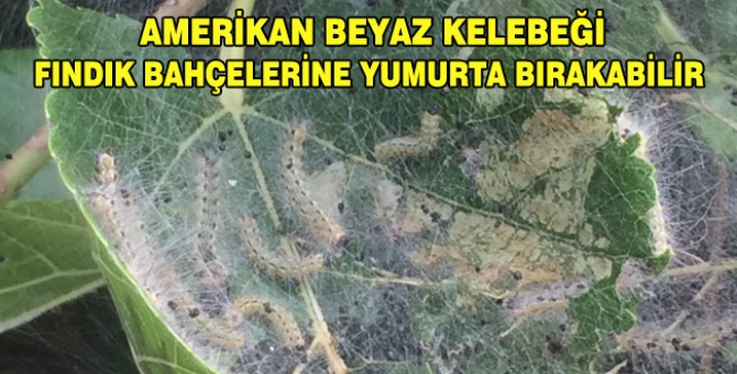 Bu Hafta Uygulama Yapmalısınız!