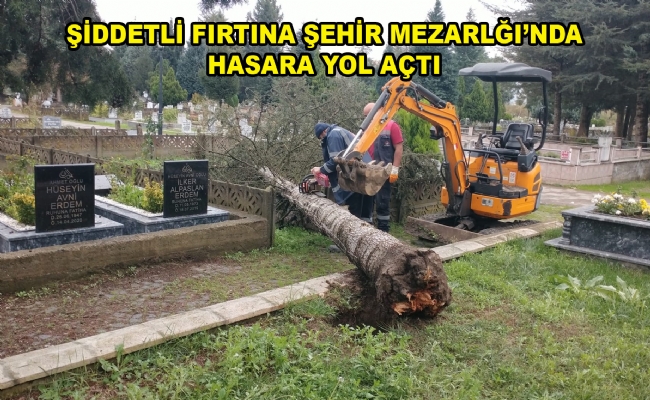 Devrilen Ağaçlar Vinçle Kaldırıldı