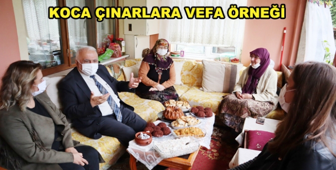 Düzce Belediyesi Asırlık Çınarları Unutmadı