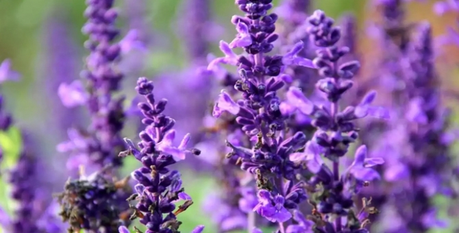 Düzce’de 5 Ton Ada Çayı Yetiştirildi