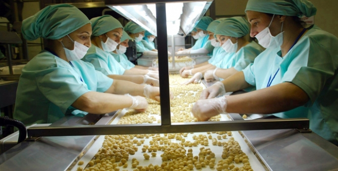 Düzce’den 705 Ton İç Fındık İhraç Edildi