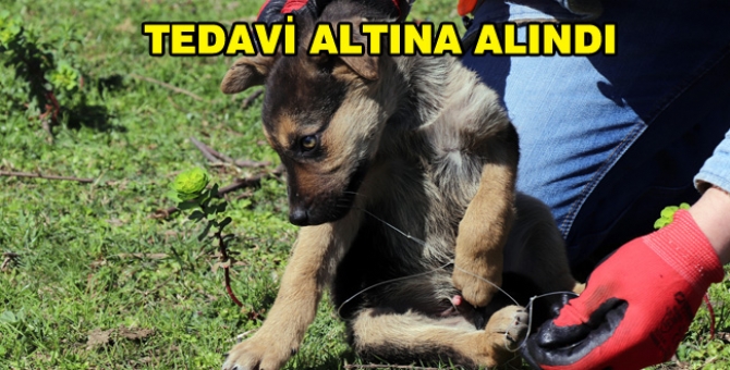 Ekipler, Yavru Köpekler İçin Seferber Oldu