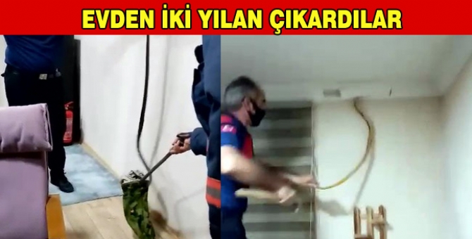 Kartonpiyerin Arasında 2 Yılan Çıktı
