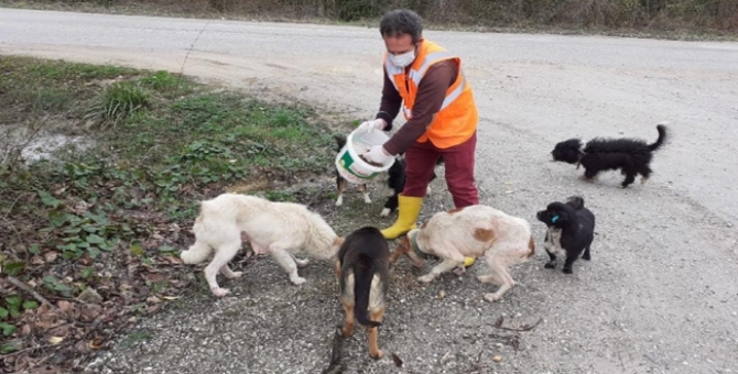 Sokak Hayvanlarına Mama Bırakıldı