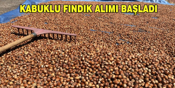 Tmo Kabuklu Fındık Alımına Başladı