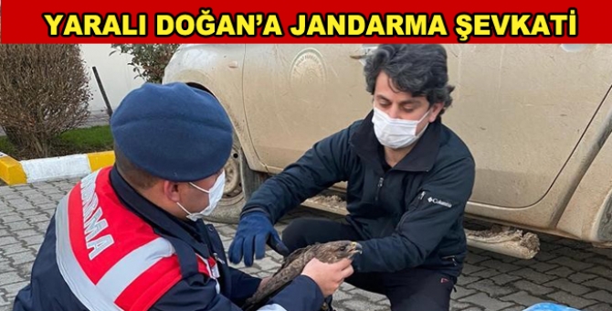 Yolda Yaralı Doğan Buldular